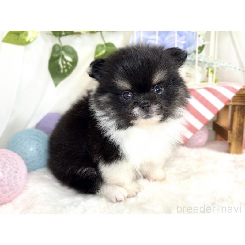 販売中の滋賀県のポメラニアン-413313の3枚目